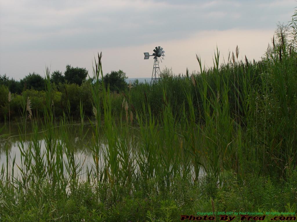 Pond, Windmill, and Reeds, Groveland, NY