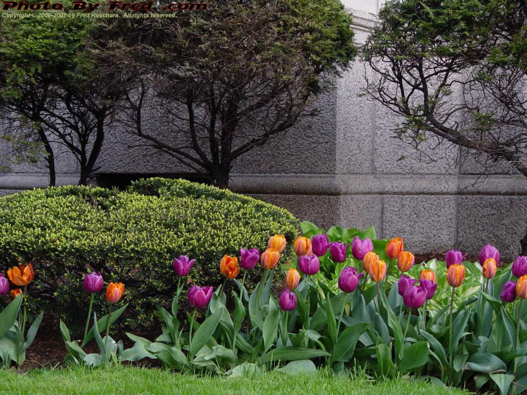 Boston in Bloom, Tulips and Stone, Mass. Ave. & Beacon