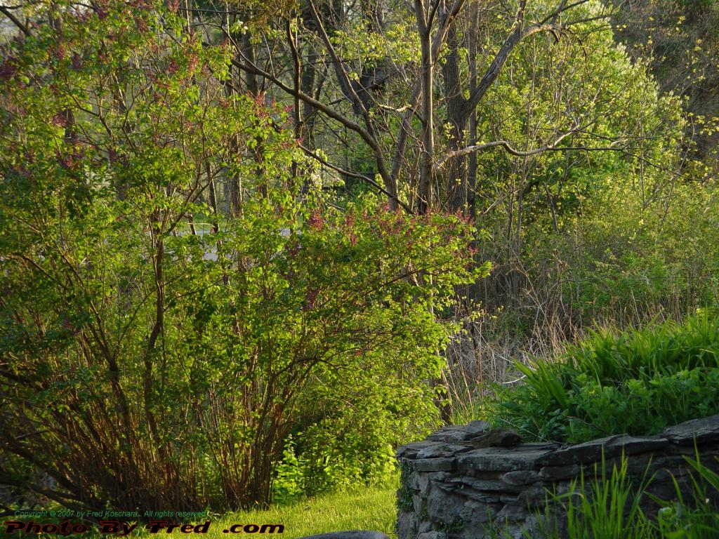 Spring Sunset Foliage, Groveland, NY